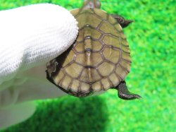 画像5: ヤエヤマイシガメ３（石垣島産）
