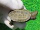 ハイポクサガメP.Het.アルビノ38