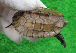 画像1: タイリクミナミイシガメ・ベトナムＦ18