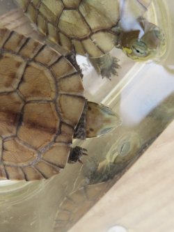 画像8: タイリクミナミイシガメ・ベトナムＦ18