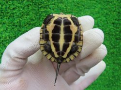 画像7: タイリクミナミイシガメ・ベトナムＦ18