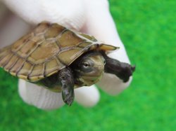 画像3: タイリクミナミイシガメ・ベトナムＦ18