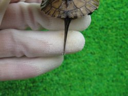 画像6: タイリクミナミイシガメ・ベトナムＦ18