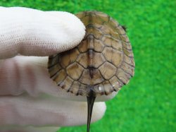 画像5: タイリクミナミイシガメ・ベトナムＦ18