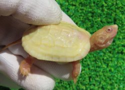 画像1: Ｔ-パステルアルビノクサガメ47　ＳＡＬＥ！