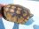 画像13: ニホンイシガメトリオ11