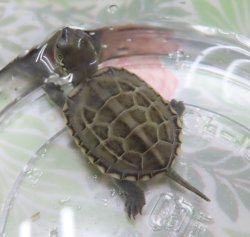 画像2: クサガメP.Het.Alb　29