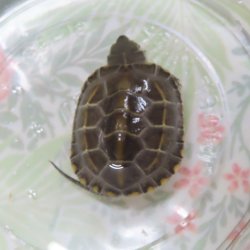 画像1: クサガメP.Het.Alb　30