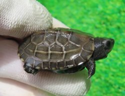画像1: アザンティッククサガメ３