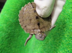 画像5: ミシシッピチズガメ１