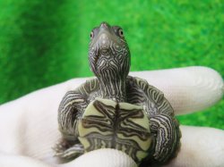 画像7: ミシシッピチズガメ１
