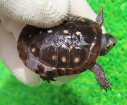 画像1: キボシイシガメ47　ＳＡＬＥ！