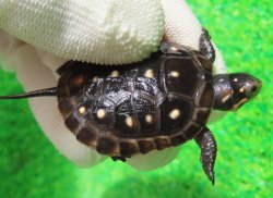画像1: キボシイシガメ48　ＳＡＬＥ！