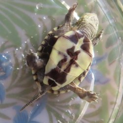 画像3: クサガメP.Het.Alb　31