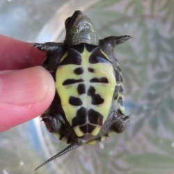 画像2: クサガメP.Het.Alb　33