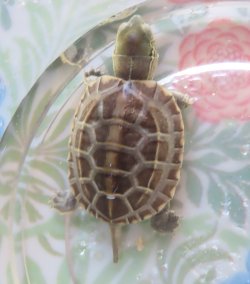 画像2: クサガメP.Het.Alb　35
