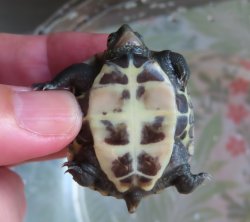 画像2: クサガメP.Het.Alb　37