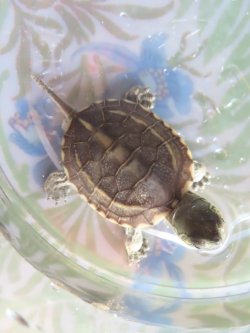 画像2: クサガメP.Het.Alb　31