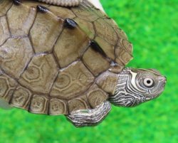 画像1: ミシシッピチズガメ４
