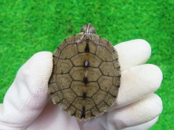 画像3: ミシシッピチズガメ４