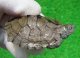 ミシシッピチズガメ４