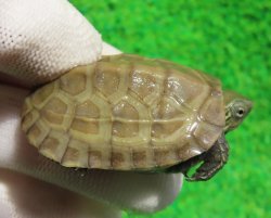 画像1: ハイポクサガメP.Het.アルビノ56