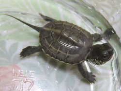 画像1: クサガメP.Het.Alb　56