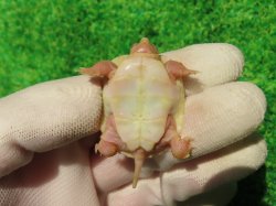 画像10: Ｔ-アルビノクサガメ66