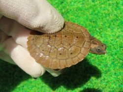 画像2: ニューギニアカブトガメ５