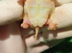 画像9: Ｔ-アルビノクサガメ66