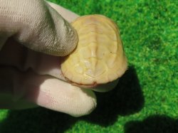 画像6: Ｔ-アルビノクサガメ64