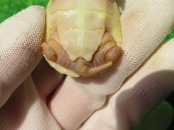 画像8: Ｔ-アルビノクサガメ64