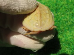 画像7: Ｔ-アルビノクサガメ66