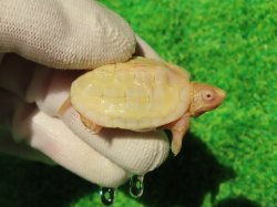 画像2: Ｔ-アルビノクサガメ66