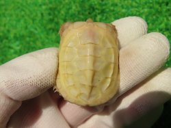 画像3: Ｔ-アルビノクサガメ64