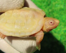 画像1: Ｔ-アルビノクサガメ66