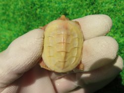 画像3: Ｔ-アルビノクサガメ66