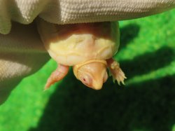 画像4: Ｔ-アルビノクサガメ66