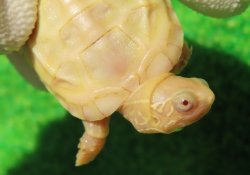 画像1: Ｔ-アルビノクサガメ64