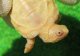 Ｔ-アルビノクサガメ64
