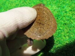 画像7: ニューギニアカブトガメ５