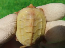 画像6: Ｔ-アルビノクサガメ66