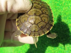 画像6: グァテマラクジャクガメ３　ＳＡＬＥ！5,000円OFF