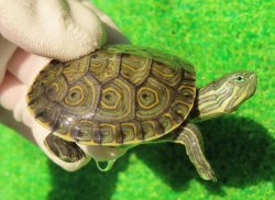 画像1: グァテマラクジャクガメ３　ＳＡＬＥ！5,000円OFF