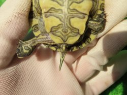 画像7: グァテマラクジャクガメ２　ＳＡＬＥ！5,000円OFF