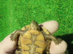 画像7: グァテマラクジャクガメ３　ＳＡＬＥ！5,000円OFF