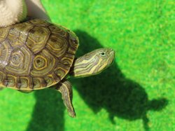 画像3: グァテマラクジャクガメ３　ＳＡＬＥ！5,000円OFF