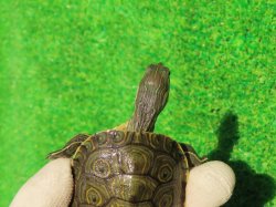 画像4: グァテマラクジャクガメ３　ＳＡＬＥ！5,000円OFF