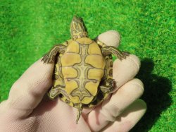 画像9: グァテマラクジャクガメ３　ＳＡＬＥ！5,000円OFF