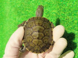 画像2: グァテマラクジャクガメ３　ＳＡＬＥ！5,000円OFF